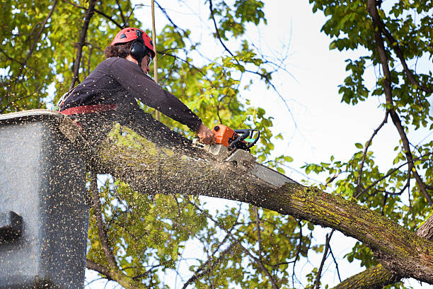 Best Arborist Consultation Services  in Cheree, OK